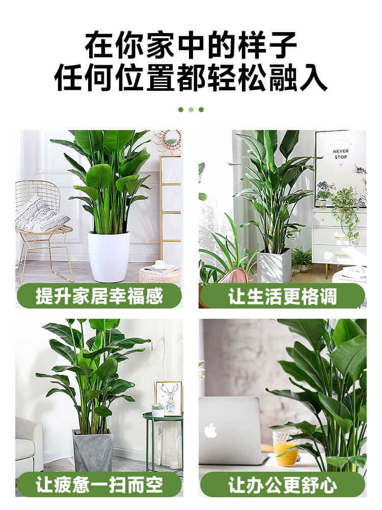 天堂鸟盆栽图片