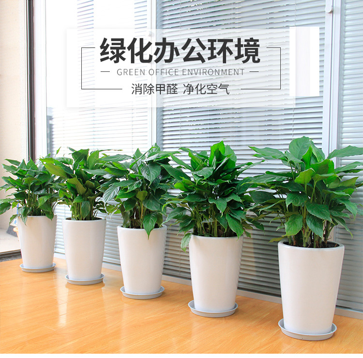 万年青盆栽价格