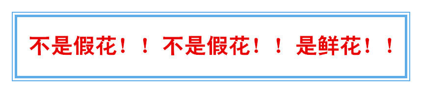 桌花图片