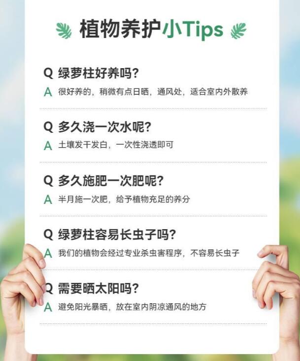 绿萝养护小技巧
